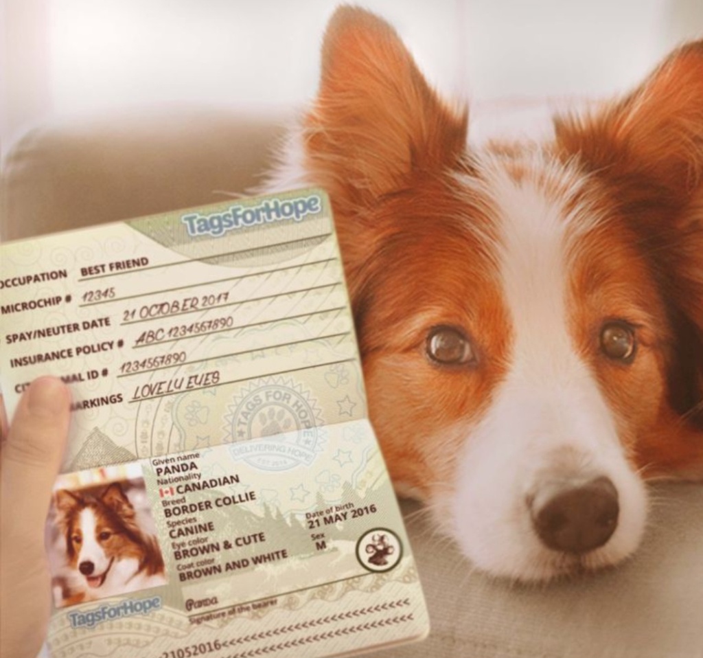 Регистрация собак.jpg